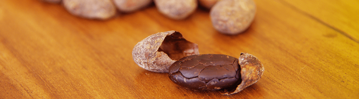 banner grano de cacao