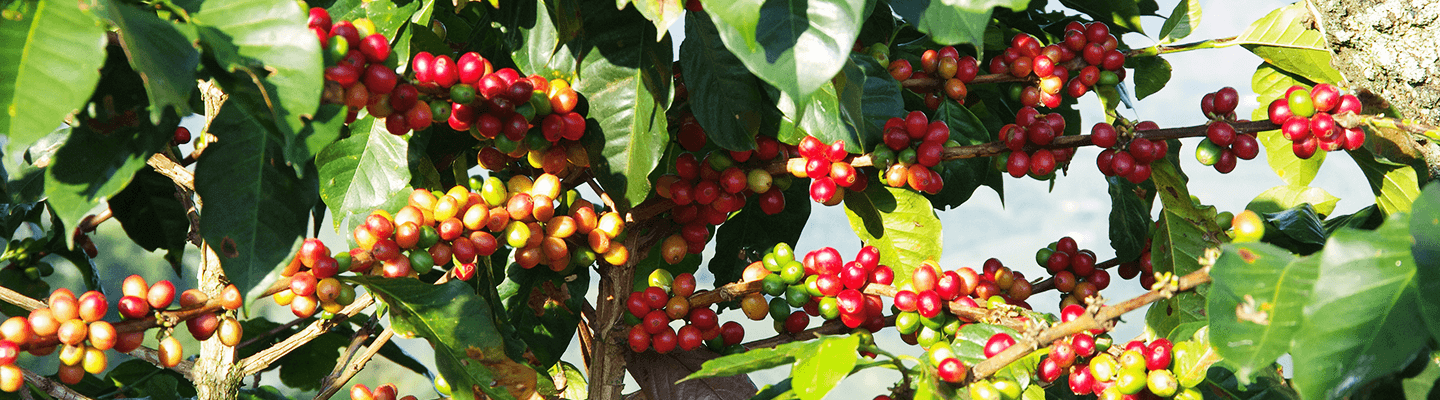 banner granos de cafe
